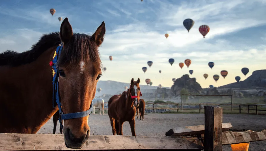 Horse Riding Cappadocia photo 1